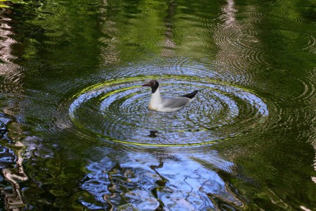Водные узоры